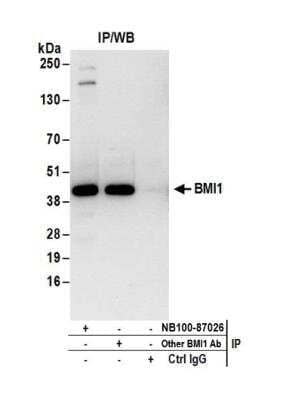 Immunoprecipitation: BMI-1 Antibody [NB100-87026]