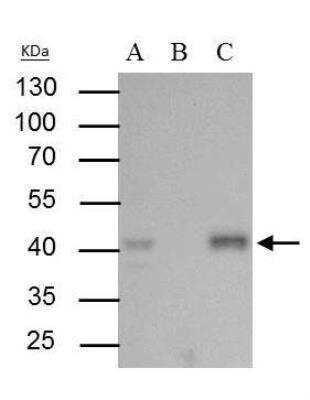 Immunoprecipitation: BMI-1 Antibody [NBP1-33748]