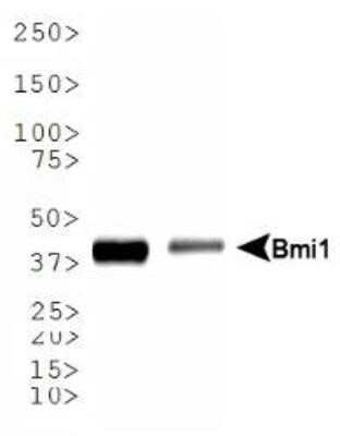 Western Blot: BMI-1 Antibody (LLBmi1-1)Azide and BSA Free [NBP2-80599]