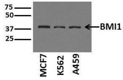 Western Blot: BMI-1 Antibody (LLBmi1-1)BSA Free [NBP1-96140]