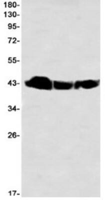 Western Blot: BMI-1 Antibody (S08-7A6) [NBP3-19839]