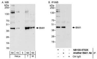 Western Blot: BMI-1 Antibody [NB100-87026]