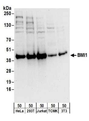 Western Blot: BMI-1 Antibody [NB100-87026]