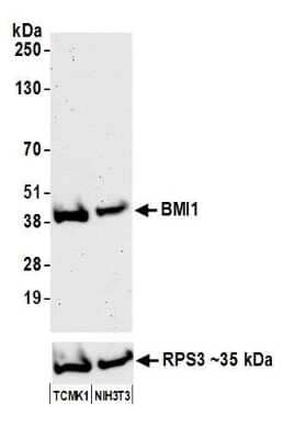 Western Blot: BMI-1 Antibody [NB100-87026]
