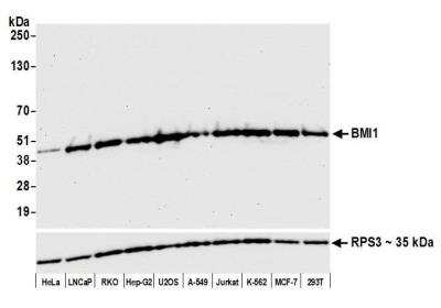 Western Blot: BMI-1 Antibody [NB100-87026]