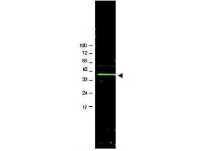 Western Blot: BMI-1 Antibody [NB600-487]