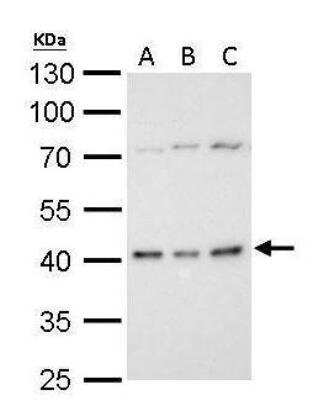 Western Blot: BMI-1 Antibody [NBP1-33748]