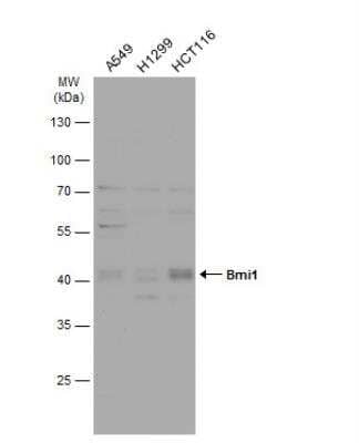 Western Blot: BMI-1 Antibody [NBP1-33748]