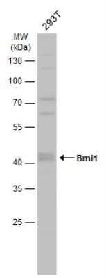 Western Blot: BMI-1 Antibody [NBP1-33748]