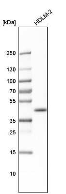 Western Blot: BMI-1 Antibody [NBP1-87321]