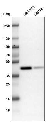 Western Blot: BMI-1 Antibody [NBP1-87321]
