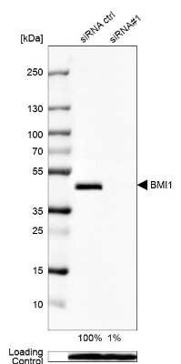 Western Blot: BMI-1 Antibody [NBP1-87321]