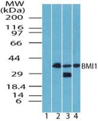 Western Blot: BMI-1 Antibody [NBP2-24693]