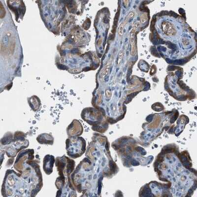 Immunohistochemistry-Paraffin: BMP-1/PCP Antibody [NBP1-87318]