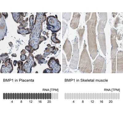 Immunohistochemistry-Paraffin: BMP-1/PCP Antibody [NBP1-87318]