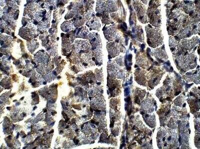 Immunohistochemistry-Paraffin: BMP-1/PCP Antibody [NBP3-12290]