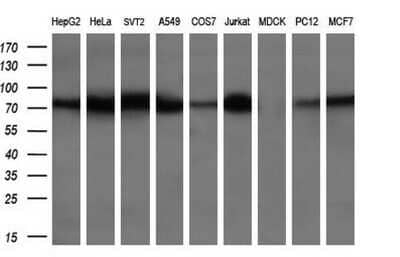 Western Blot: BMP-1/PCP Antibody (OTI3E9)Azide and BSA Free [NBP2-70255]