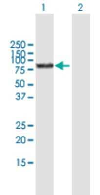 Western Blot: BMP-1/PCP Antibody [H00000649-B01P]