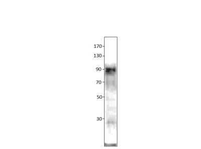 Western Blot: BMP-1/PCP Antibody [NBP3-12384]