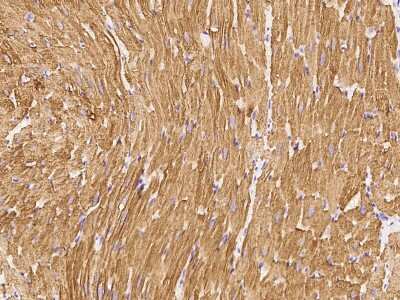 Immunohistochemistry-Paraffin: BMP-10 Antibody [NBP2-99411]