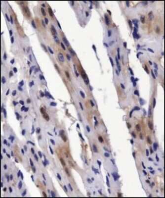 Immunohistochemistry: BMP-2 Antibody - BSA Free [NBP1-19751]