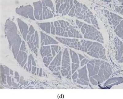 Immunohistochemistry-Paraffin: BMP-2 Antibody - BSA Free [NBP1-19751]