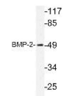 Western Blot: BMP-2 AntibodyBSA Free [NBP1-19751]