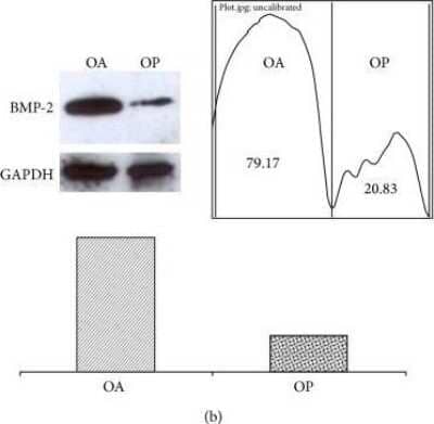 Western Blot: BMP-2 AntibodyBSA Free [NBP1-19751]