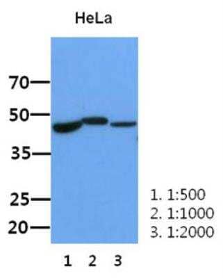 Western Blot: BMP-2 Antibody (15B3)BSA Free [NBP2-42651]