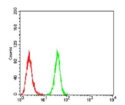 Flow Cytometry: BMP-2 Antibody (9E10G12) - BSA Free [NBP2-52422]