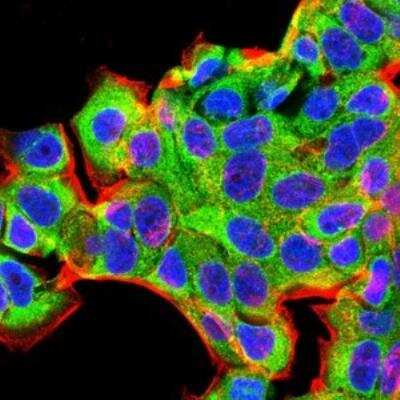 Immunocytochemistry/ Immunofluorescence: BMP-2 Antibody (9E10G12) - BSA Free [NBP2-52422]