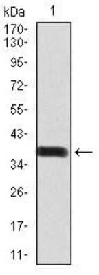 Western Blot: BMP-2 Antibody (9E10G12)BSA Free [NBP2-52422]