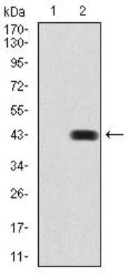 Western Blot: BMP-2 Antibody (9E10G12)BSA Free [NBP2-52422]