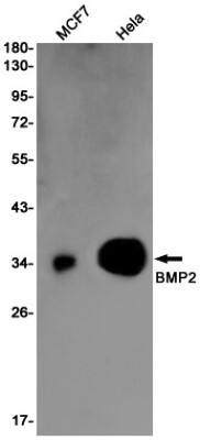 Western Blot: BMP-2 Antibody (S03-3H9) [NBP3-19584]