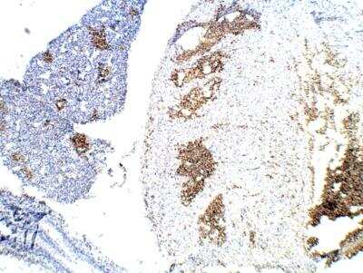 Immunohistochemistry-Paraffin: BMP-2/BMP-4 Antibody [NBP3-12507]