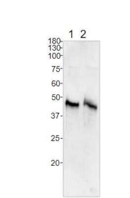 Western Blot: BMP-2/BMP-4 Antibody [NBP3-12507]