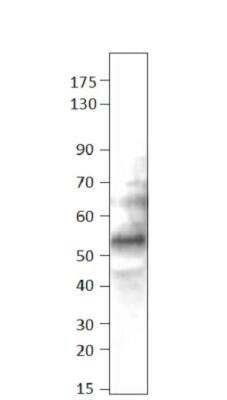 Western Blot: BMP-2/BMP-4 Antibody [NBP3-12507]