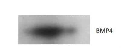 Western Blot: BMP-2/BMP-4 Antibody [NBP3-12507]