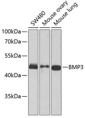 Western Blot: BMP-3 AntibodyBSA Free [NBP2-92799]