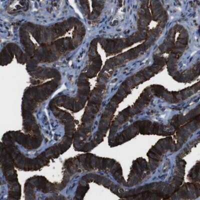 Immunohistochemistry-Paraffin: BMP-3b/GDF-10 Antibody [NBP1-88574]