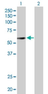 Western Blot: BMP-3b/GDF-10 Antibody [H00002662-B01P]