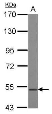 Western Blot: BMP-3b/GDF-10 Antibody [NBP2-16630]