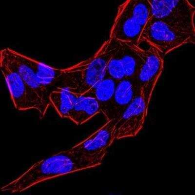 Immunocytochemistry/ Immunofluorescence: BMP-4 Antibody (3C11C7) - BSA Free [NBP2-52424]