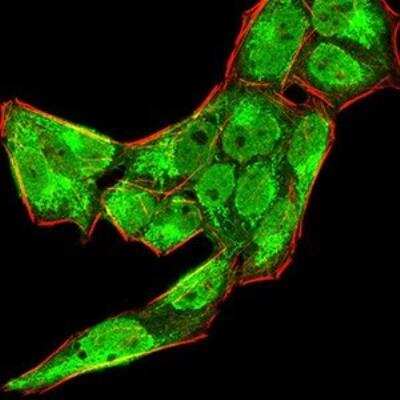 Immunocytochemistry/ Immunofluorescence: BMP-4 Antibody (3C11C7) - BSA Free [NBP2-52424]