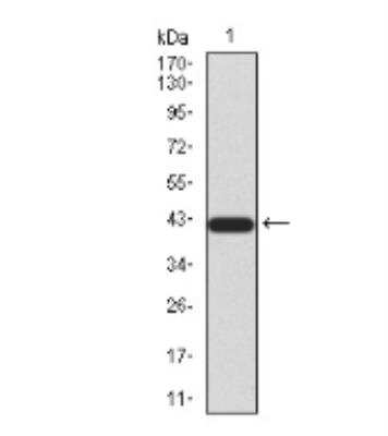 Western Blot: BMP-4 Antibody (3C11C7)BSA Free [NBP2-52424]