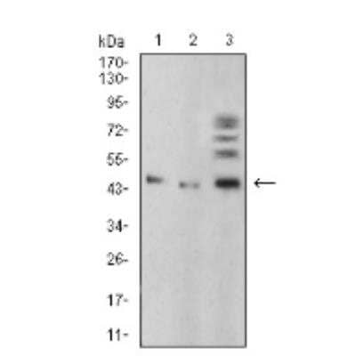 Western Blot: BMP-4 Antibody (3C11C7)BSA Free [NBP2-52424]