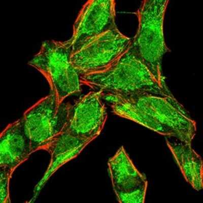 Immunocytochemistry/ Immunofluorescence: BMP-4 Antibody (3C11H8) - BSA Free [NBP2-52423]