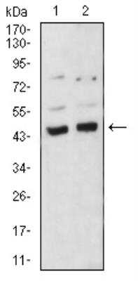 Western Blot: BMP-4 Antibody (3C11H8)BSA Free [NBP2-52423]