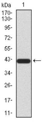 Western Blot: BMP-4 Antibody (3C11H8)BSA Free [NBP2-52423]