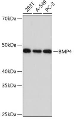 Western Blot: BMP-4 Antibody (7Q2U7) [NBP3-15376]